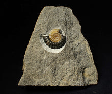 Load image into Gallery viewer, Calcite Promicroceras ammonite fossil with predation bite (27mm)
