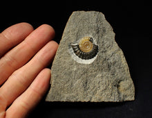 Load image into Gallery viewer, Calcite Promicroceras ammonite fossil with predation bite (27mm)
