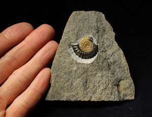 Calcite Promicroceras ammonite fossil with predation bite (27mm)