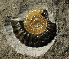 Load image into Gallery viewer, Calcite Promicroceras ammonite fossil with predation bite (27mm)
