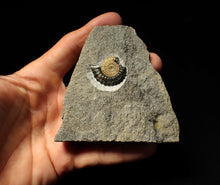 Load image into Gallery viewer, Calcite Promicroceras ammonite fossil with predation bite (27mm)
