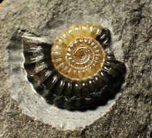 Load image into Gallery viewer, Calcite Promicroceras ammonite fossil with predation bite (27mm)
