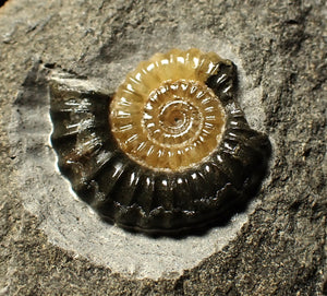 Calcite Promicroceras ammonite fossil with predation bite (27mm)