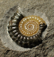 Load image into Gallery viewer, Calcite Promicroceras ammonite fossil with predation bite (27mm)
