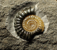 Load image into Gallery viewer, Calcite Promicroceras ammonite fossil with predation bite (27mm)
