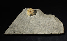 Load image into Gallery viewer, Calcite Promicroceras ammonite display piece (23 mm)
