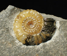 Load image into Gallery viewer, Calcite Promicroceras ammonite display piece (23 mm)
