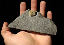 Load image into Gallery viewer, Calcite Promicroceras ammonite display piece (23 mm)
