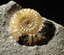 Load image into Gallery viewer, Calcite Promicroceras ammonite display piece (23 mm)
