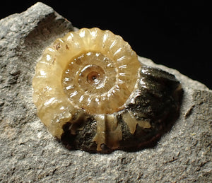 Calcite Promicroceras ammonite display piece (23 mm)
