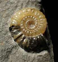 Load image into Gallery viewer, Calcite Promicroceras ammonite display piece (23 mm)
