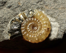 Load image into Gallery viewer, Calcite Promicroceras ammonite display piece (23 mm)
