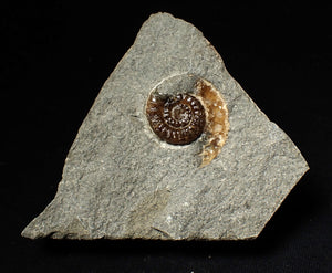Calcite Promicroceras ammonite fossil display piece (27mm)