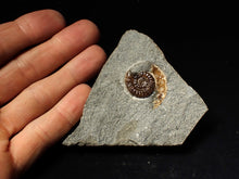 Load image into Gallery viewer, Calcite Promicroceras ammonite fossil display piece (27mm)
