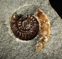 Load image into Gallery viewer, Calcite Promicroceras ammonite fossil display piece (27mm)
