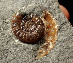 Calcite Promicroceras ammonite fossil display piece (27mm)