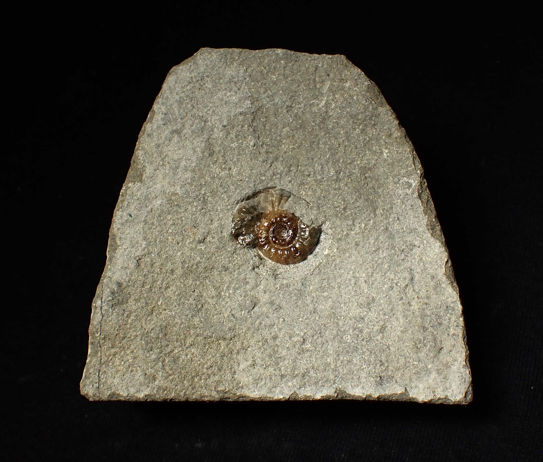 Calcite Promicroceras ammonite fossil display piece (16mm)