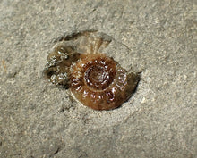 Load image into Gallery viewer, Calcite Promicroceras ammonite fossil display piece (16mm)
