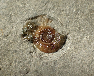 Calcite Promicroceras ammonite fossil display piece (16mm)