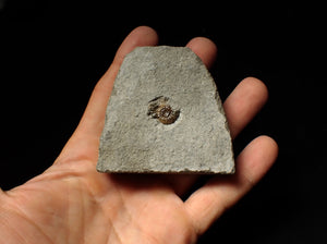 Calcite Promicroceras ammonite fossil display piece (16mm)