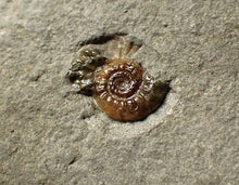 Load image into Gallery viewer, Calcite Promicroceras ammonite fossil display piece (16mm)
