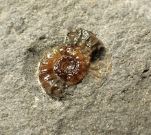 Load image into Gallery viewer, Calcite Promicroceras ammonite fossil display piece (16mm)
