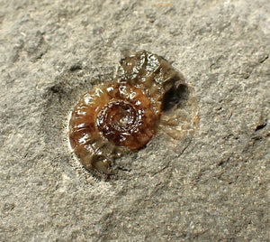 Calcite Promicroceras ammonite fossil display piece (16mm)