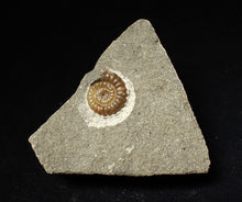 Load image into Gallery viewer, Calcite Promicroceras ammonite fossil display piece (16mm)
