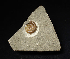 Calcite Promicroceras ammonite fossil display piece (16mm)