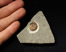 Load image into Gallery viewer, Calcite Promicroceras ammonite fossil display piece (16mm)
