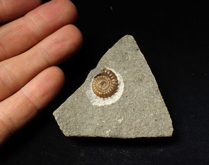 Calcite Promicroceras ammonite fossil display piece (16mm)