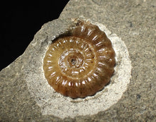 Load image into Gallery viewer, Calcite Promicroceras ammonite fossil display piece (16mm)
