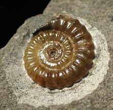 Load image into Gallery viewer, Calcite Promicroceras ammonite fossil display piece (16mm)
