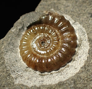 Calcite Promicroceras ammonite fossil display piece (16mm)