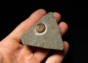 Calcite Promicroceras ammonite fossil display piece (16mm)