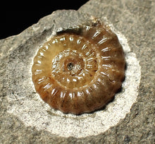 Load image into Gallery viewer, Calcite Promicroceras ammonite fossil display piece (16mm)
