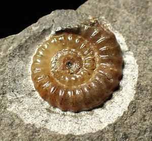Calcite Promicroceras ammonite fossil display piece (16mm)