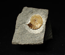 Load image into Gallery viewer, Calcite Promicroceras ammonite fossil display piece (18mm)

