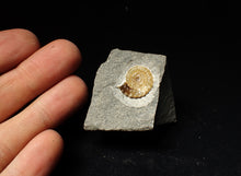 Load image into Gallery viewer, Calcite Promicroceras ammonite fossil display piece (18mm)
