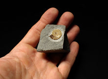Load image into Gallery viewer, Calcite Promicroceras ammonite fossil display piece (18mm)
