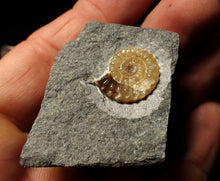 Load image into Gallery viewer, Calcite Promicroceras ammonite fossil display piece (18mm)
