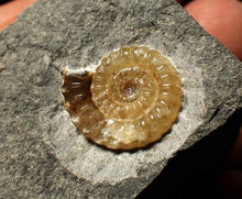 Load image into Gallery viewer, Calcite Promicroceras ammonite fossil display piece (18mm)
