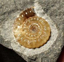 Load image into Gallery viewer, Calcite Promicroceras ammonite fossil display piece (18mm)
