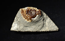 Load image into Gallery viewer, Calcite Promicroceras ammonite fossil display piece (28mm)
