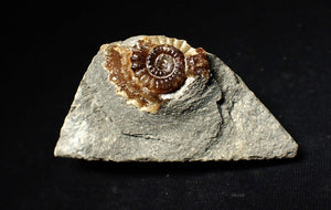 Calcite Promicroceras ammonite fossil display piece (28mm)