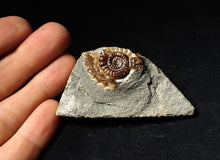 Load image into Gallery viewer, Calcite Promicroceras ammonite fossil display piece (28mm)
