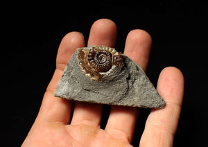 Calcite Promicroceras ammonite fossil display piece (28mm)