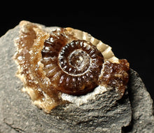 Load image into Gallery viewer, Calcite Promicroceras ammonite fossil display piece (28mm)
