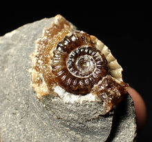 Load image into Gallery viewer, Calcite Promicroceras ammonite fossil display piece (28mm)
