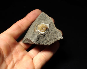 Calcite Promicroceras ammonite display piece (15 mm)